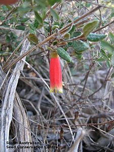 Correa reflexa var. scabridula flower